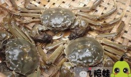 会飞的螃蟹爆料视频大全,揭秘神秘生物的空中舞步