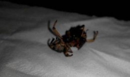 血甲虫在线观看,惊悚悬疑，探寻神秘生物的恐怖真相