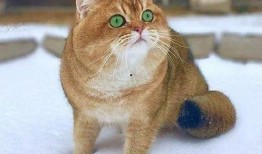 胖猫最新证据爆料是真的吗,真相揭晓，是真是假？